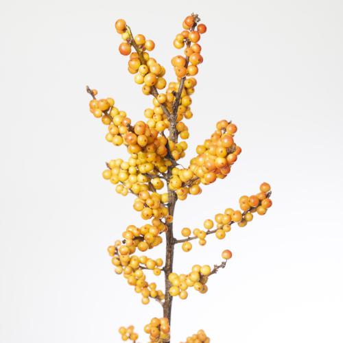 5x Ilex ilexia victoria 80cm