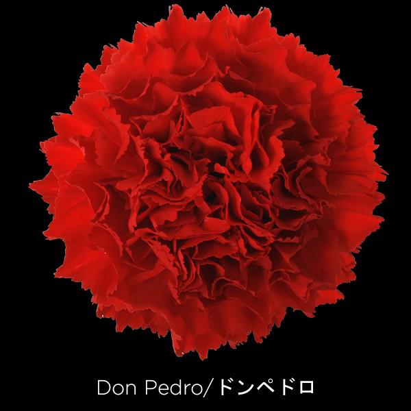 20x Dian.st.don pedro 70cm
