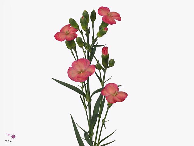 20x Dian.tr.solomio fen 60cm