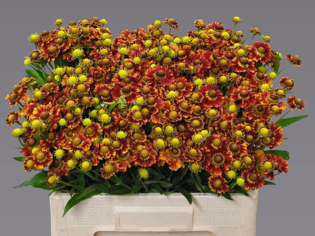 20x Helenium autumn fire 60cm
