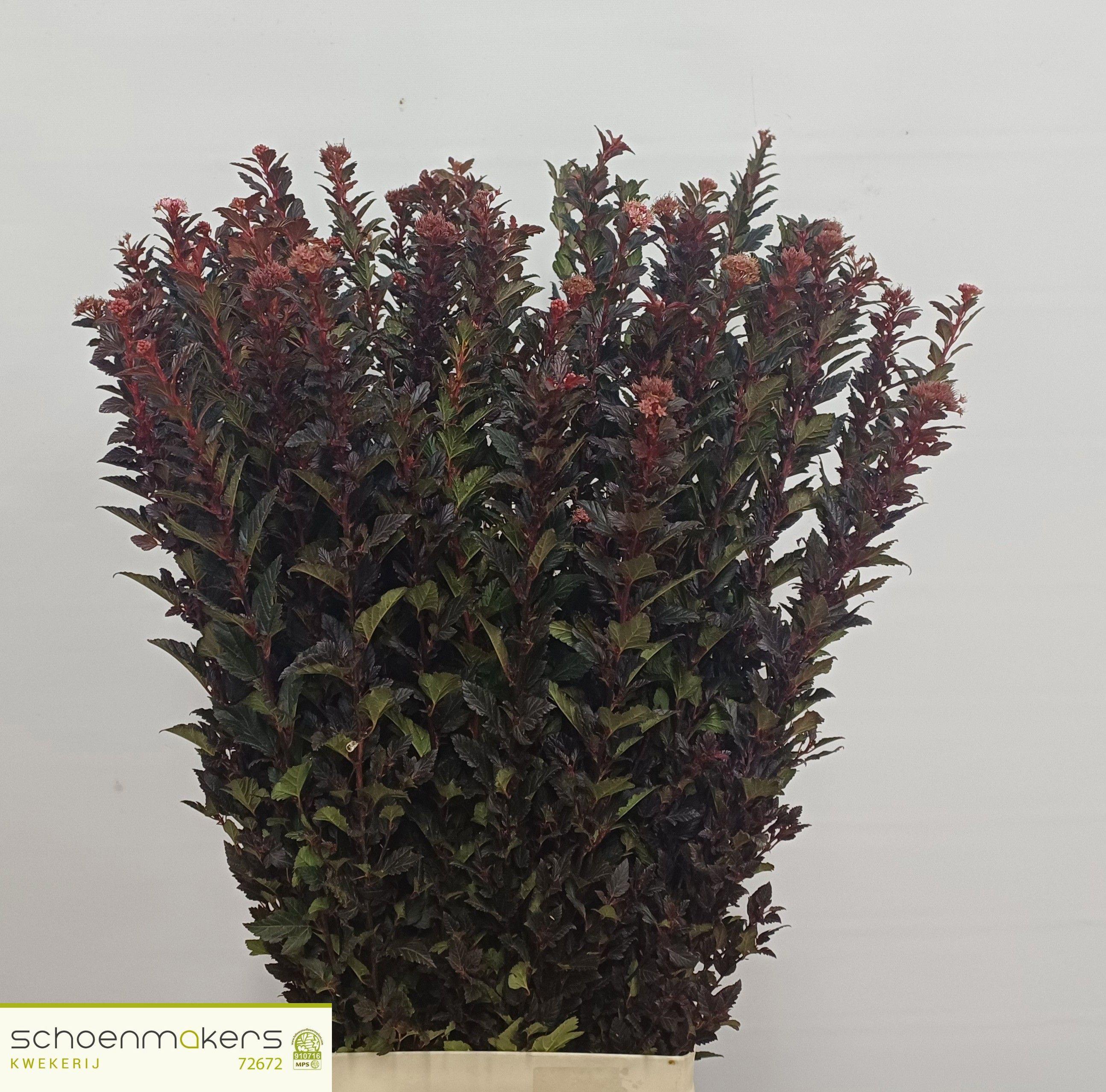 10x Physocarpus magical sweet cherry 80cm