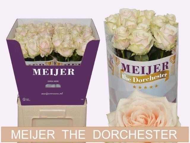 10x Rosa dorchester+ 60cm