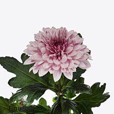 10x Chrysant pip pretty 70cm