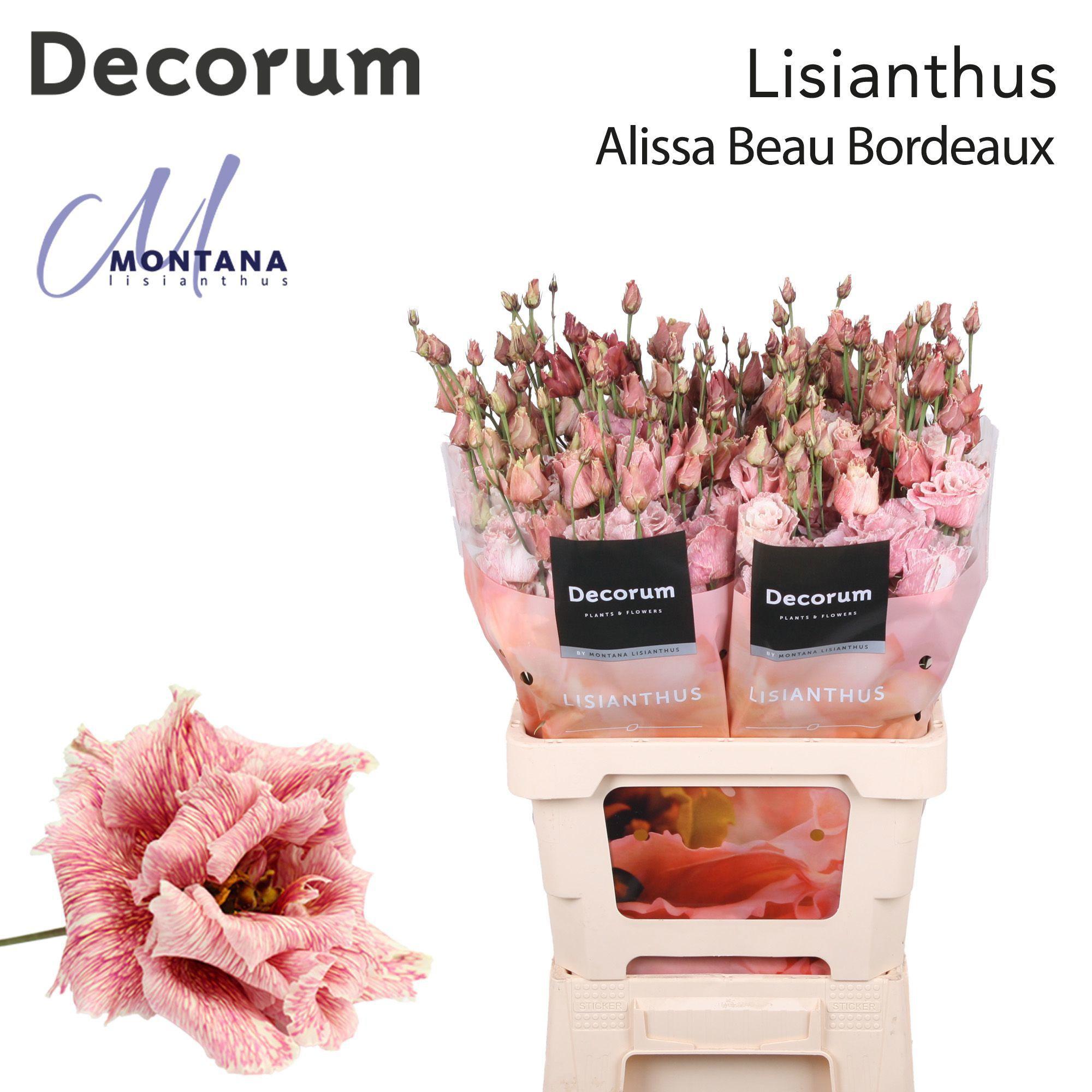 20x Eust. alissa beau bordeaux du 70cm
