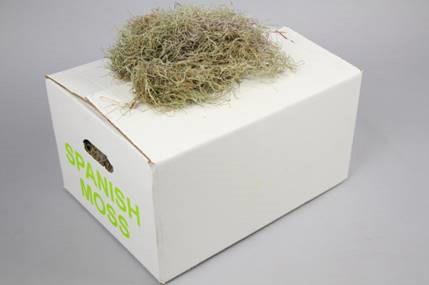 1x Sg tillandsia grof
