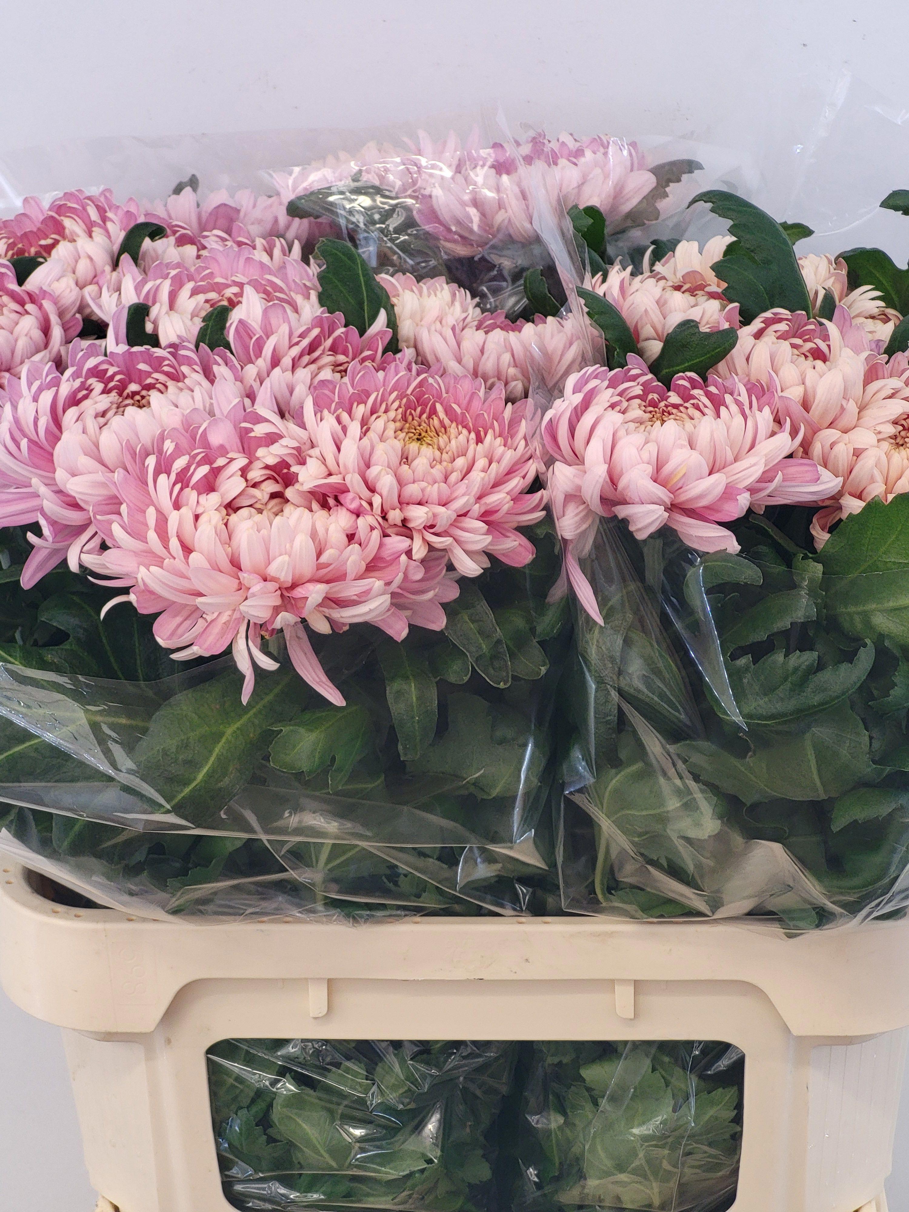 10x Chrysant allouise g 80cm