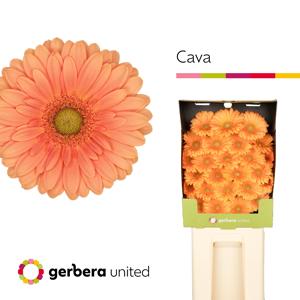 25x Germ.cava 70cm
