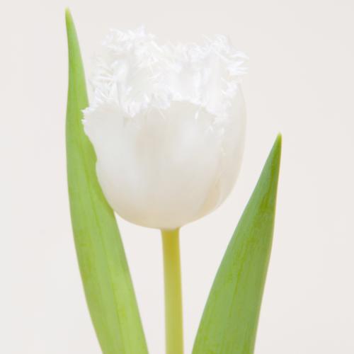 50x Tulipa honeymoon gf 40cm