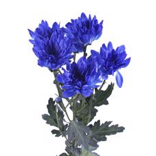 10x Chrysant baltica blauw 60cm