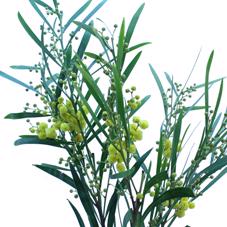 5x Acacia floribunde 60cm