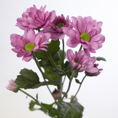 10x Chrysant resq 70cm
