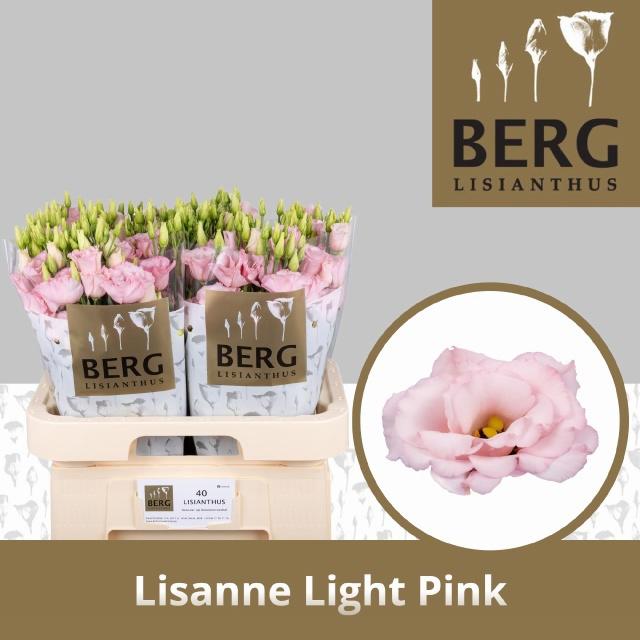 10x Eust.lisanne light pink du 70cm
