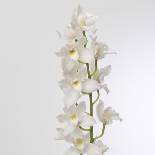20x Mini cymb.joshua 40cm
