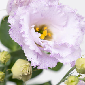 10x Eust.stracciatella lavender en 70cm