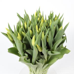 50x Tulipa strong gold en 40cm
