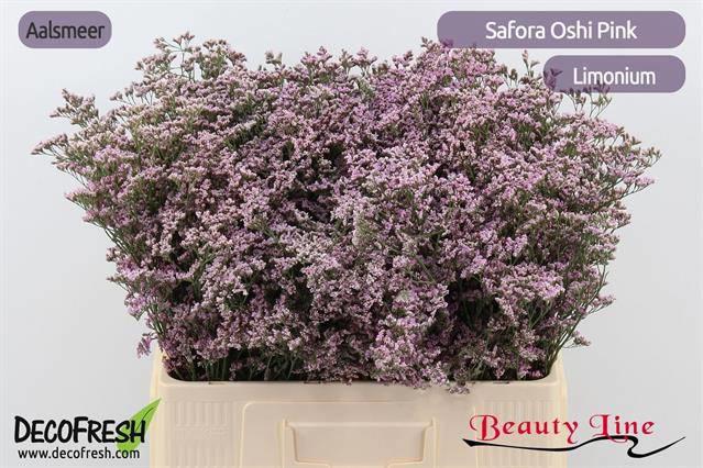 25x Lim.safora oshi pink 60cm