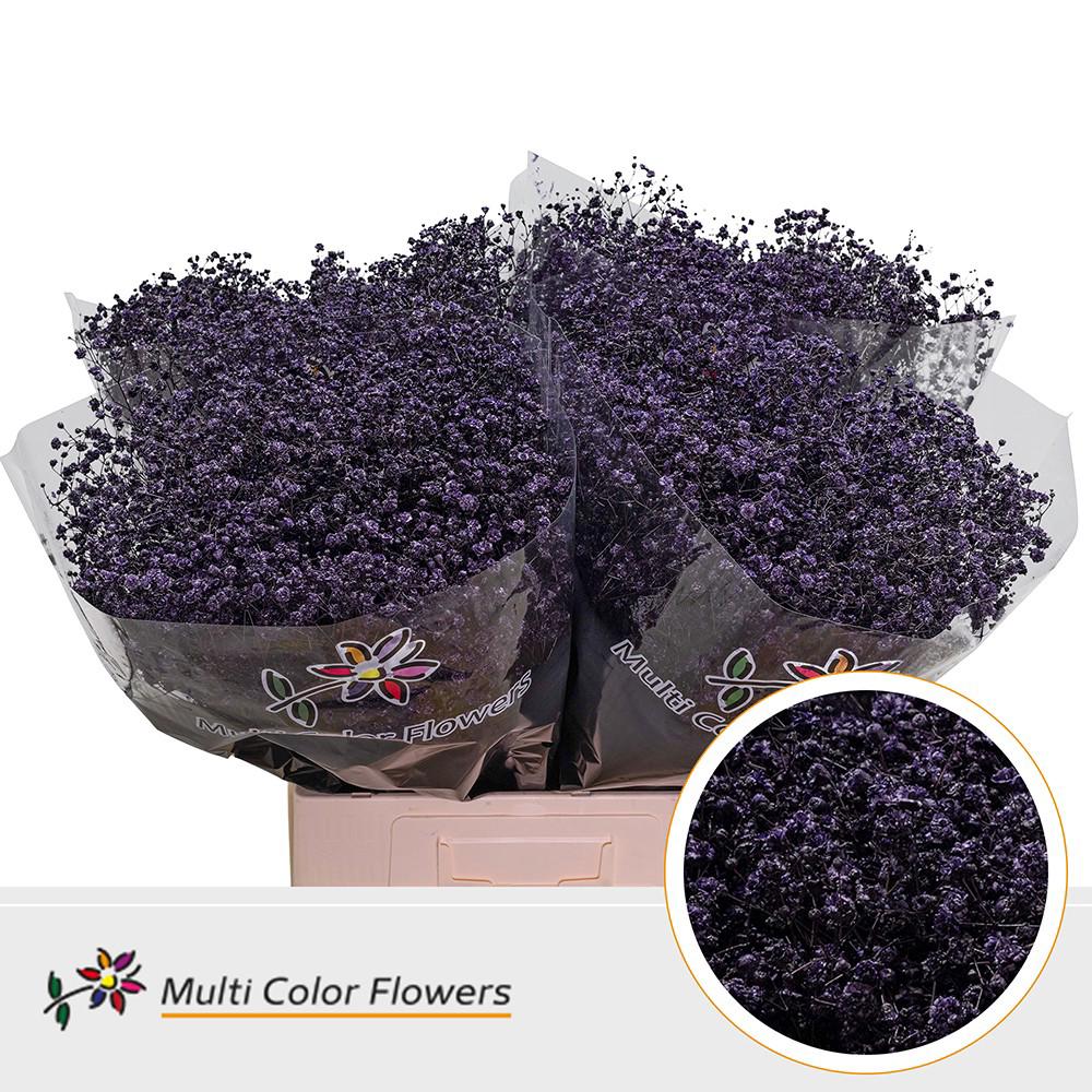 25x Gipskruid xlence aubergine 70cm