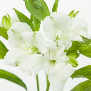 10x Alstroemeria flor.charmelia white 70cm