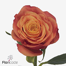 10x Rosa touchee+ 60cm
