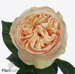 10x Rosa whitechapel 60cm