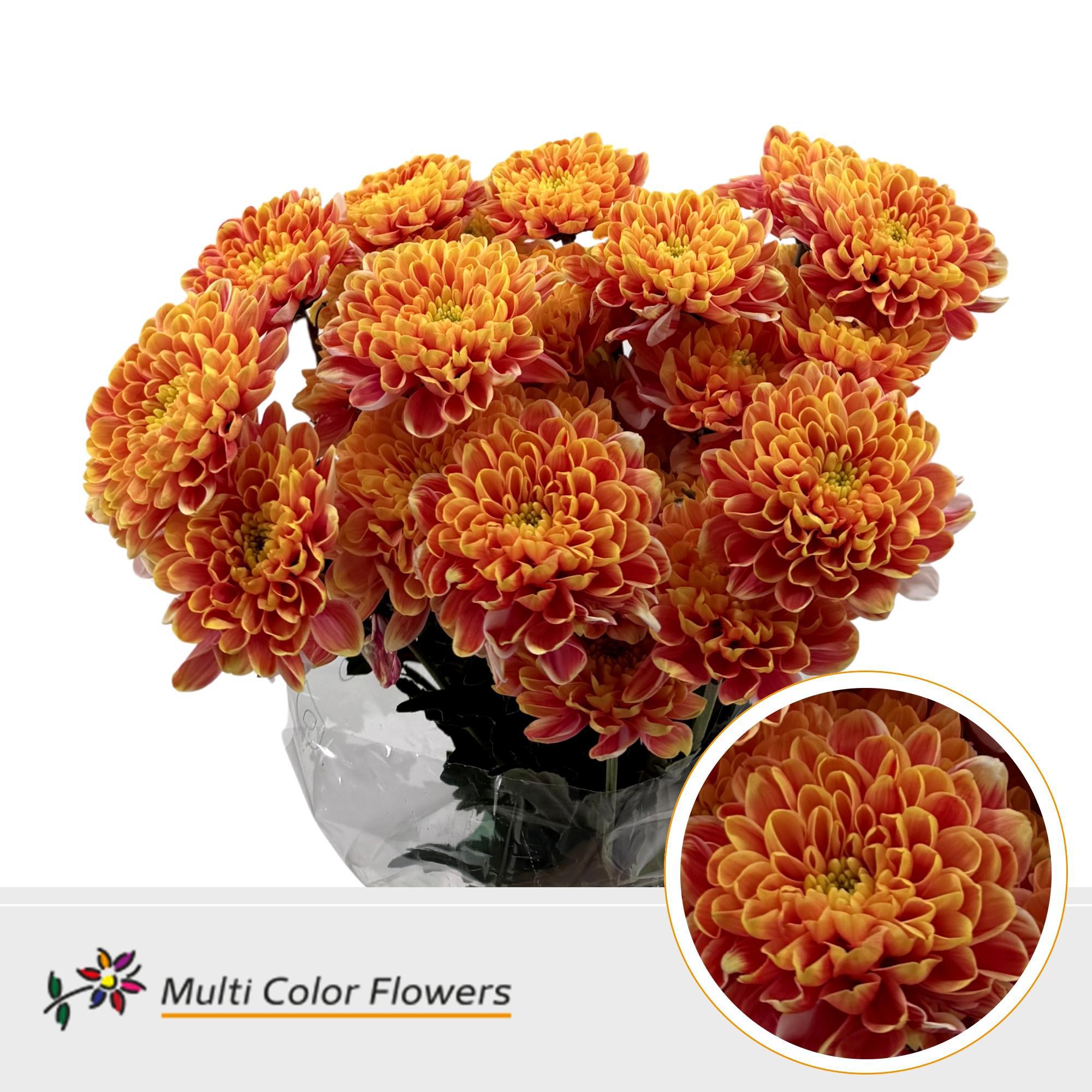 10x Chrysant overig 60cm