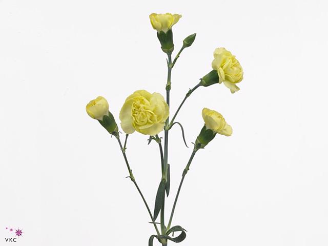 20x Dian.tr. - geel 60cm