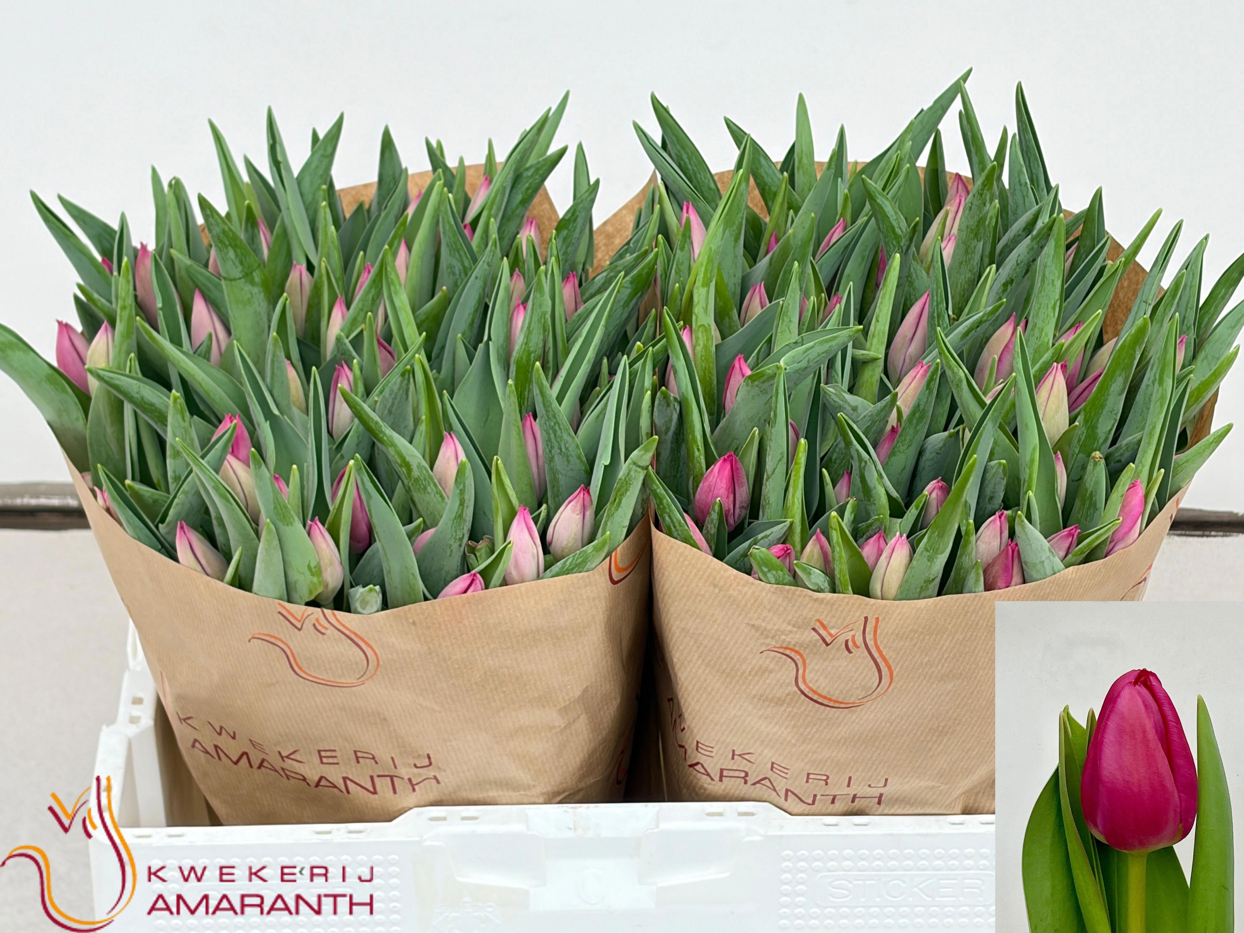 50x Tulipa pink ardour en 40cm