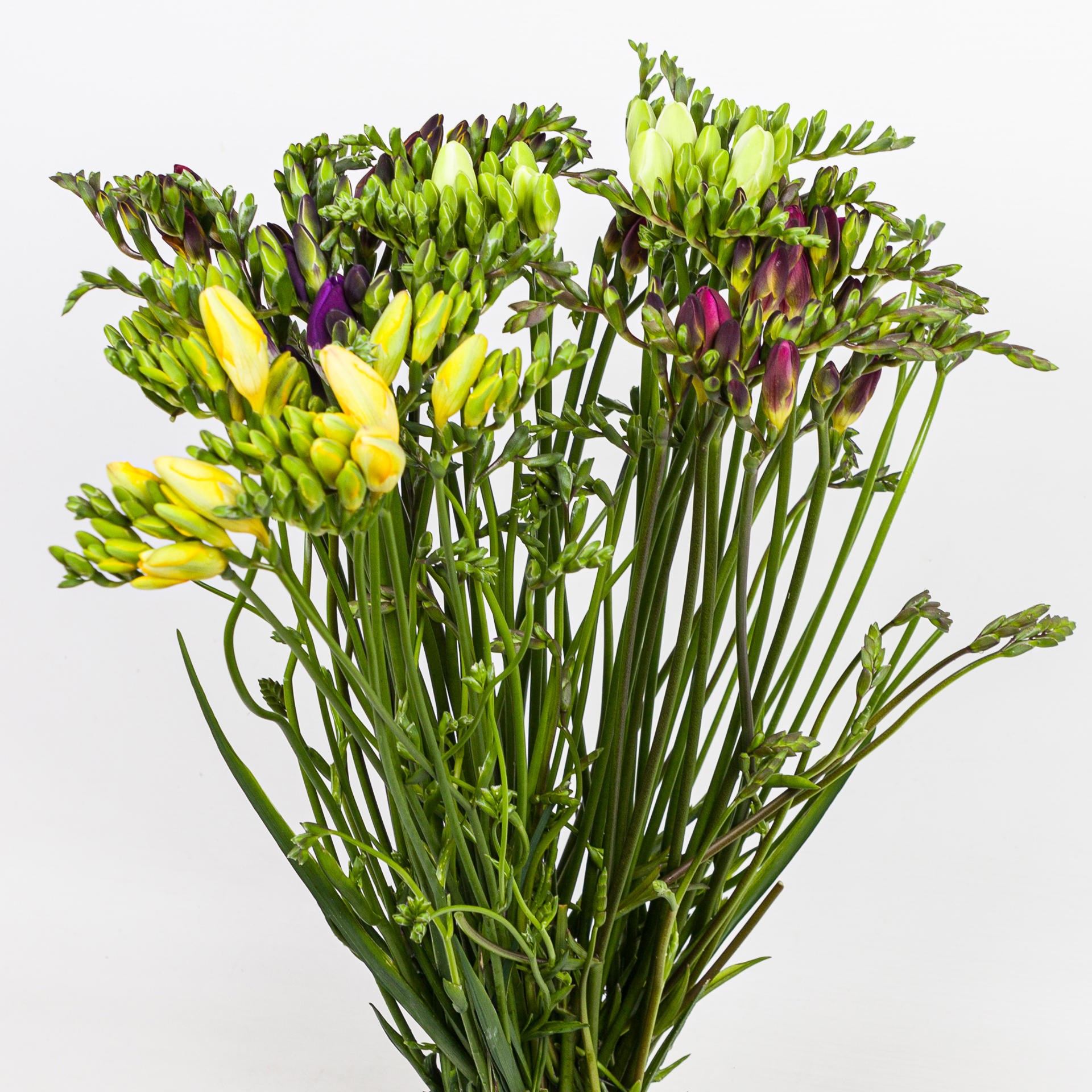 50x Frees.mix var. 50cm