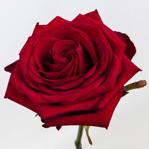 10x Rosa red naomi! 60cm