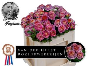 10x Rosa magic strike 50cm