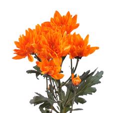 10x Chrysant baltica oranje 60cm