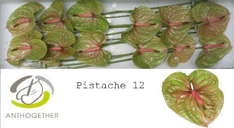 12x Anth.pistache 10cm