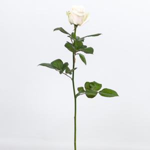 10x Rosa lovely avalanche 60cm