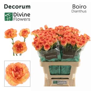 20x Dian.st.boiro 60cm