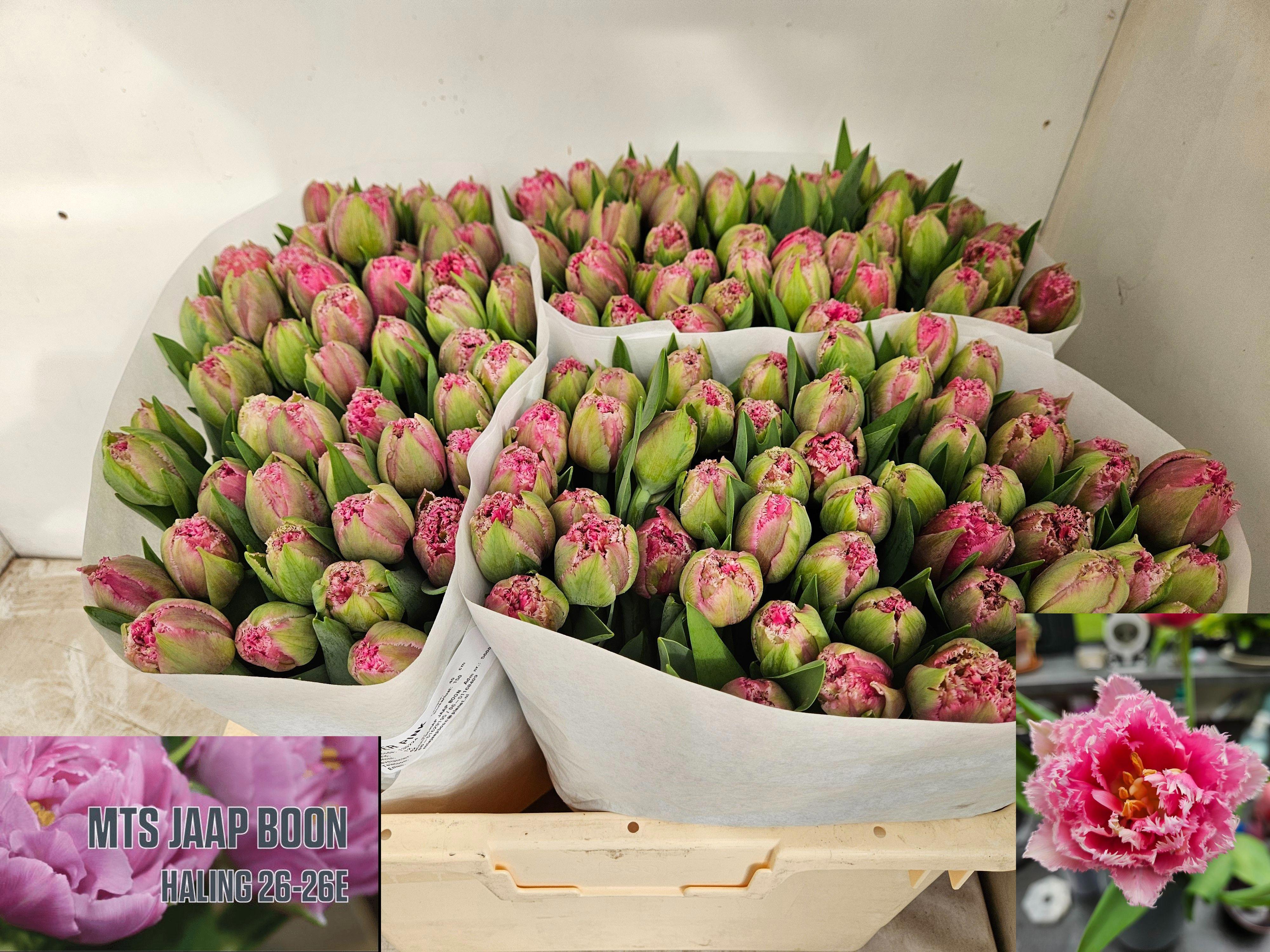 50x Tulipa polder pink gf 40cm