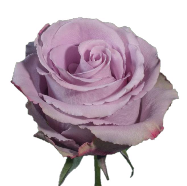 25x Rosa grey knights 60cm
