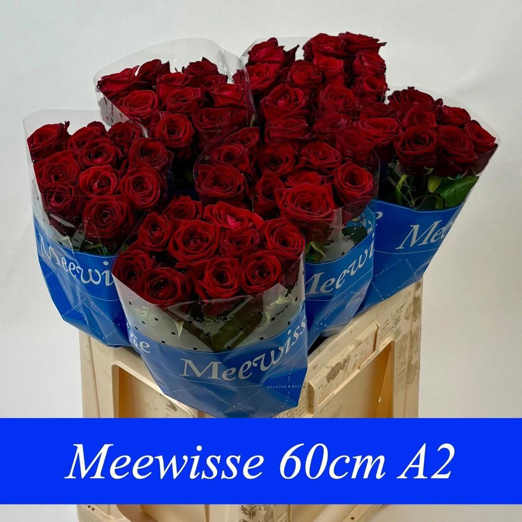 10x Rosa red naomi! 60cm