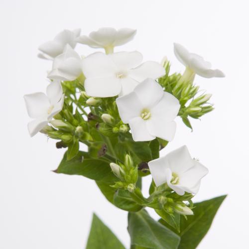 50x Phlox whitecap 70cm