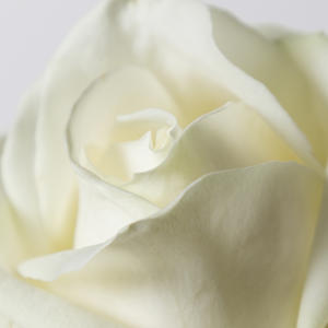 10x Rosa avalanche+ 60cm