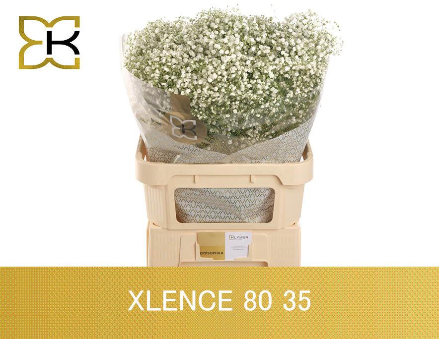 25x Gipskruid xlence 80cm