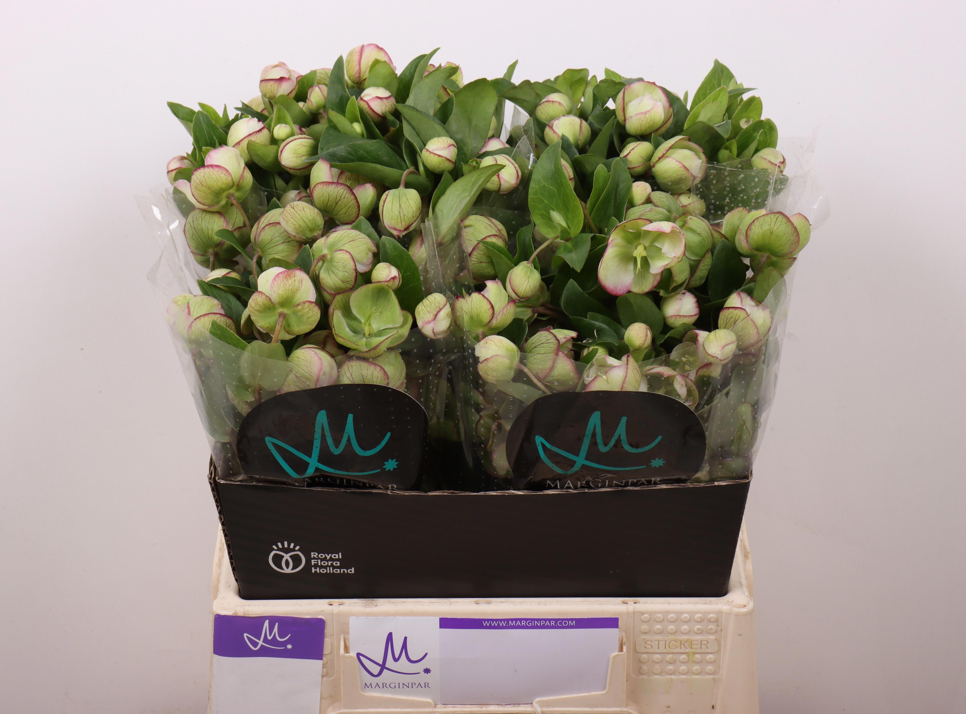 10x Helleborus bella belles 40cm