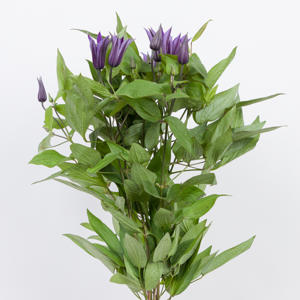 10x Clematis amazing oslo 70cm