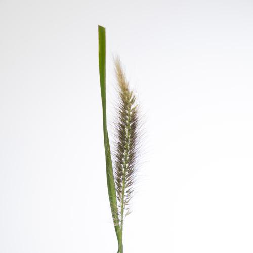 30x Gs pennisetum red head 80cm