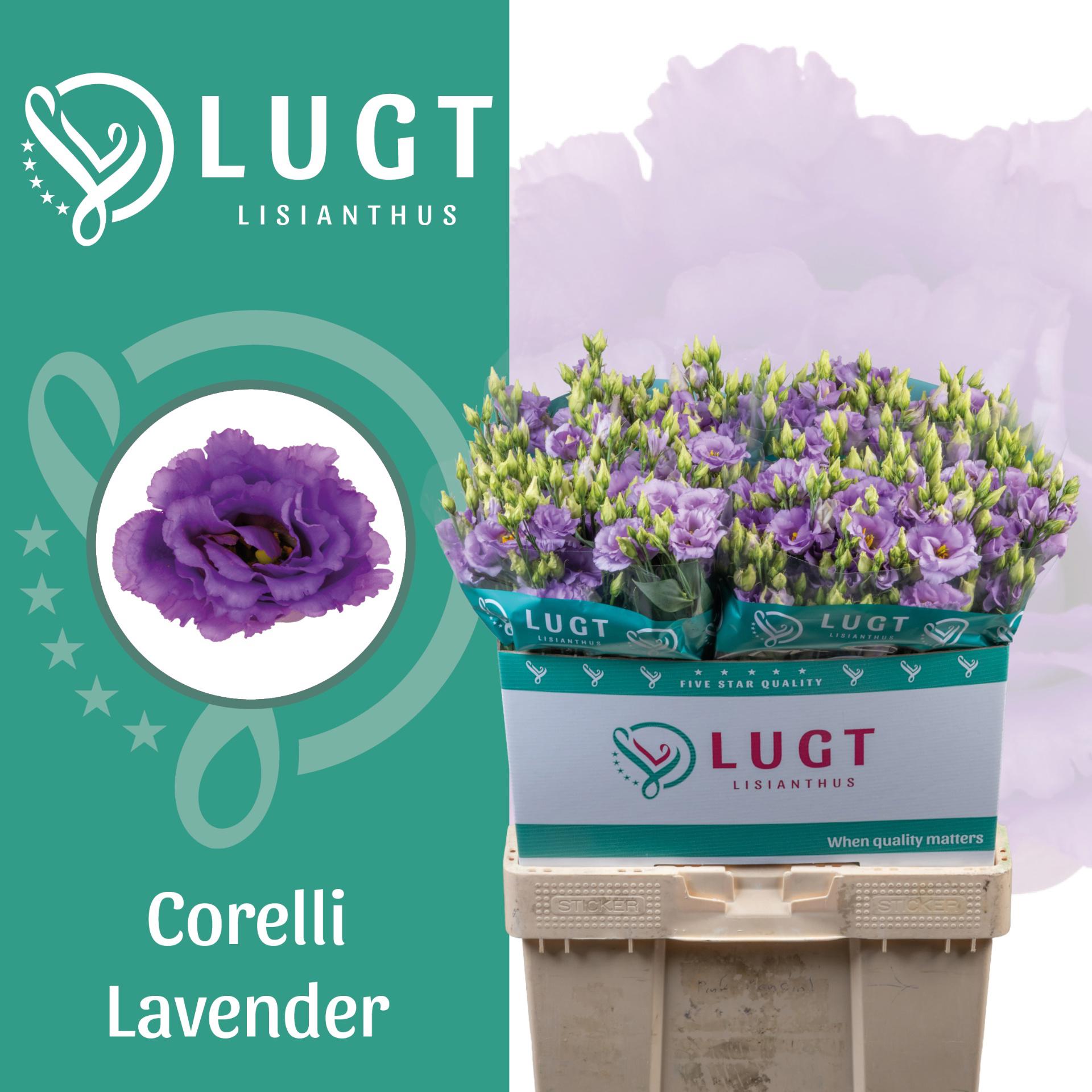 10x Eust.corelli lavender du 70cm