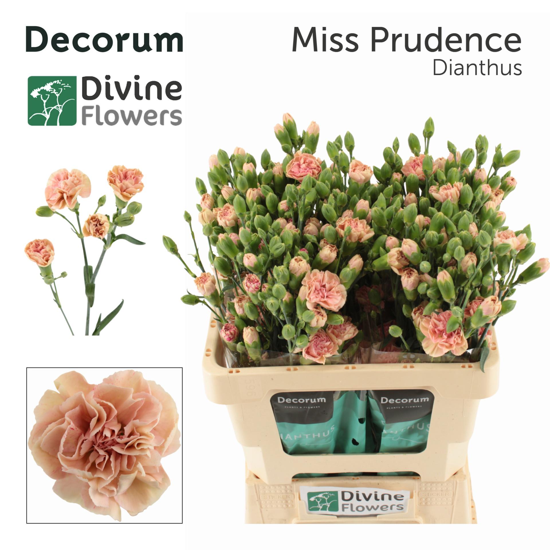 10x Dian.tr.miss prudence 60cm