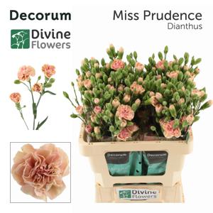 10x Dian.tr.miss prudence 60cm