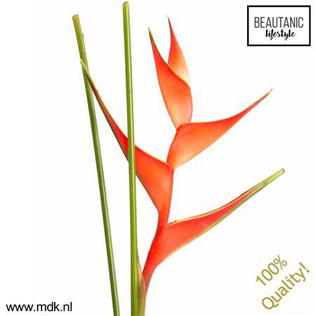 2x Helic.tropical 70cm