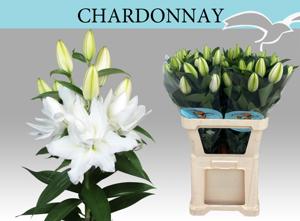 10x Lil.chardonnay 80cm