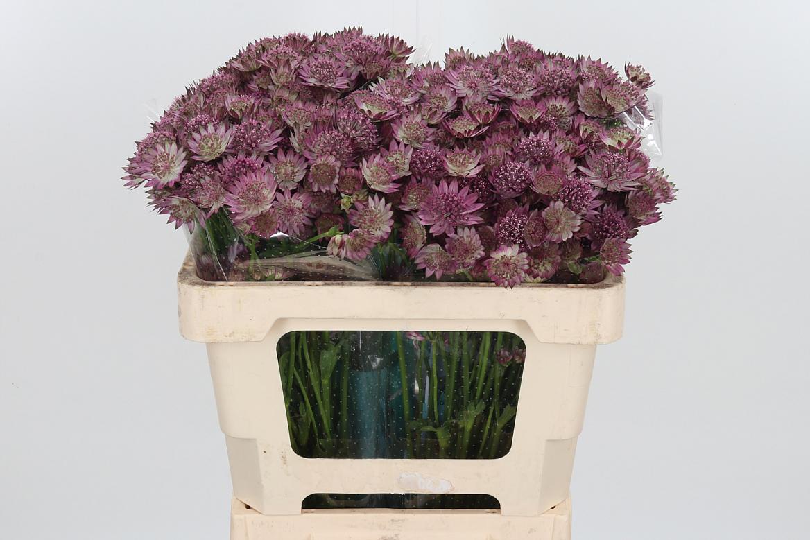 25x Astrantia roma 50cm