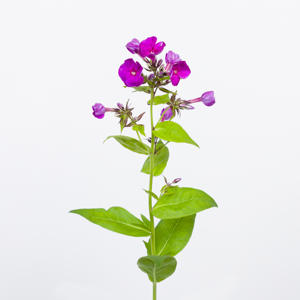 10x Phlox crissy 60cm